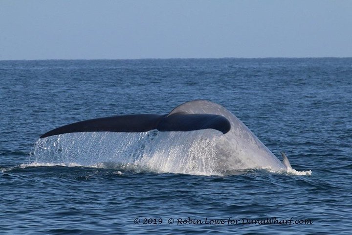 Whale Watching Excursion in Dana Point