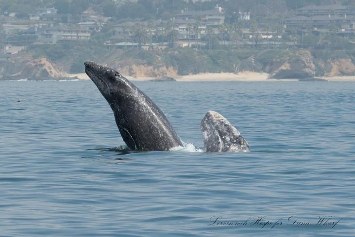 Whale Watching Excursion in Dana Point