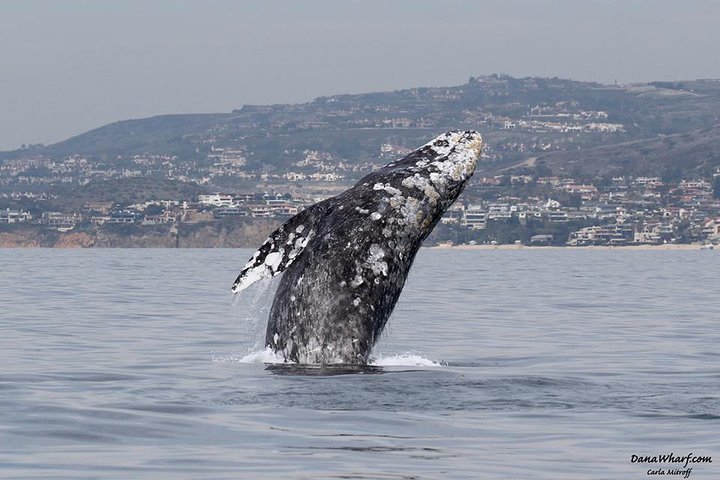 Whale Watching Excursion in Dana Point