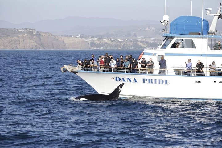 Whale Watching Excursion in Dana Point