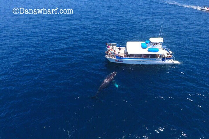 Whale Watching Excursion in Dana Point