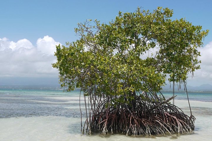 Small Day Cruise (Ilet caret, mangrove, coral reef