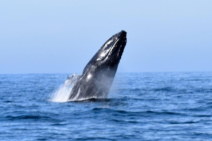 Private Bay Tour (Whales/Marine Life Encounters, Visit Yelepa Waterfall & Beach)