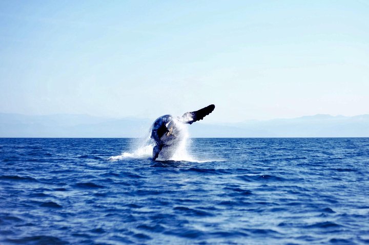 Private Bay Tour (Whales/Marine Life Encounters, Visit Yelepa Waterfall & Beach)