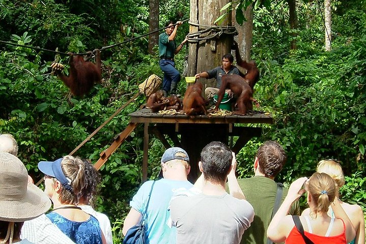 Day Trip Sepilok Orang-utan And City Tour (Flight Excluded)