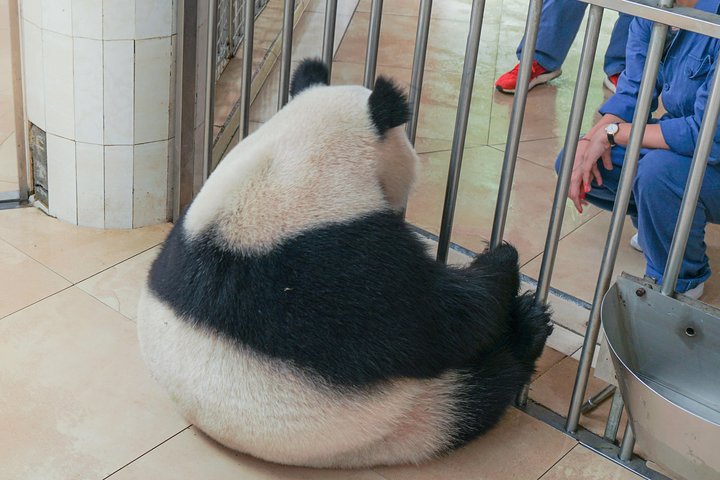 a better Panda Volunteer Experience at the Best panda base - WOLONG