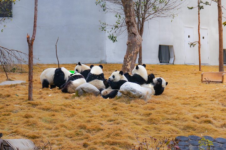 a better Panda Volunteer Experience at the Best panda base - WOLONG