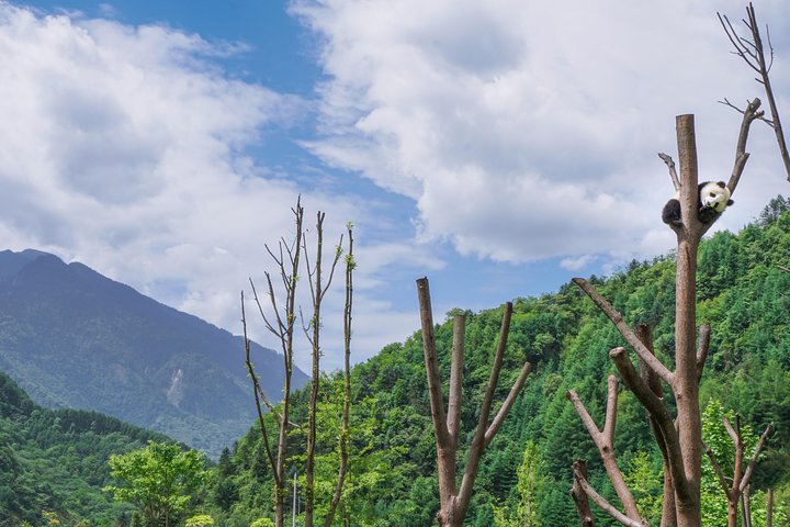 a better Panda Volunteer Experience at the Best panda base - WOLONG