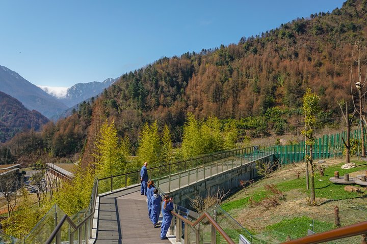 a better Panda Volunteer Experience at the Best panda base - WOLONG