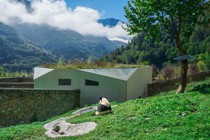 a better Panda Volunteer Experience at the Best panda base - WOLONG