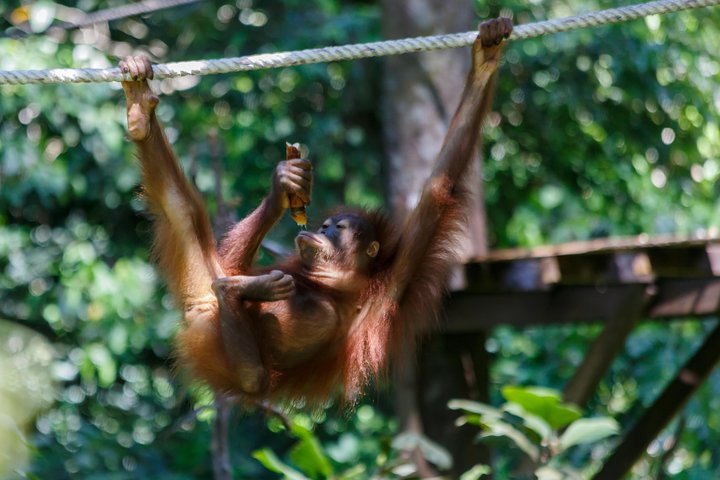 Day Trip Sepilok Orang Utan & Proboscis Monkey (Flight Excluded)
