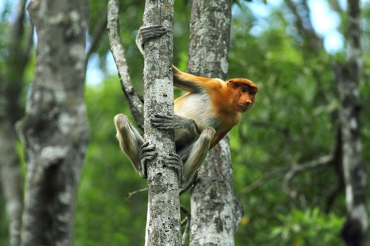 Day Trip Sepilok Orang Utan & Proboscis Monkey (Flight Excluded)