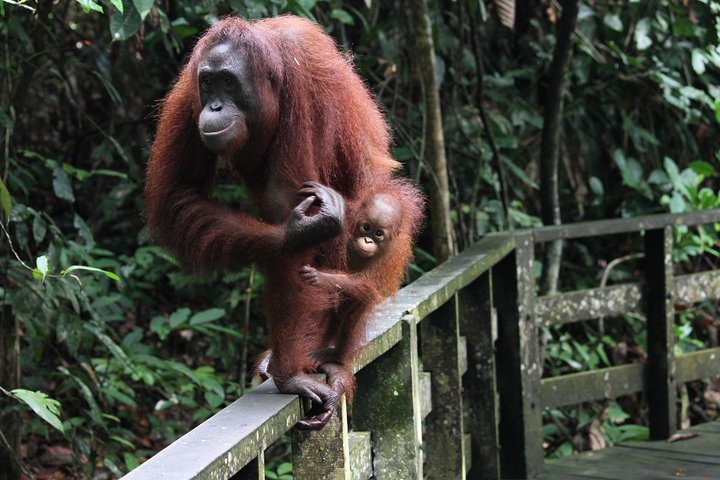 Day Trip Sepilok Orang Utan & Proboscis Monkey (Flight Excluded)