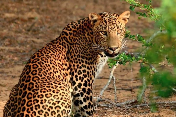 Yala Safari Private Day Trip with Return Transport -All Inclusive