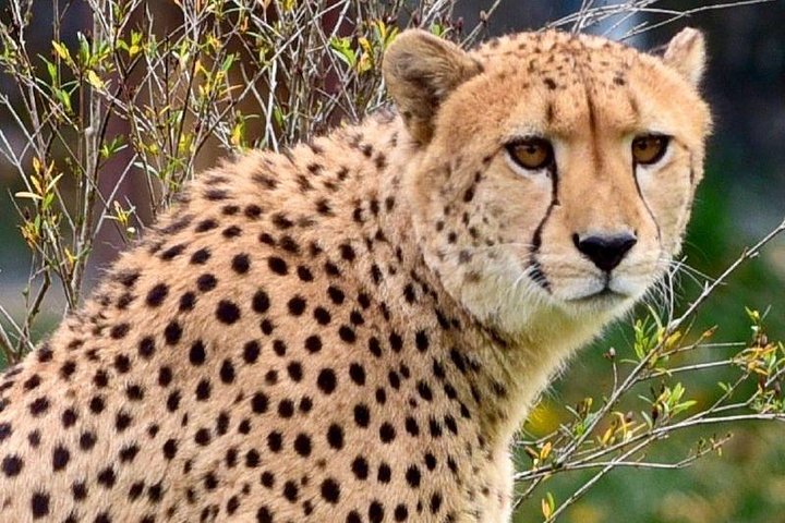 Tanzania Private Classic Safari - 7 Days