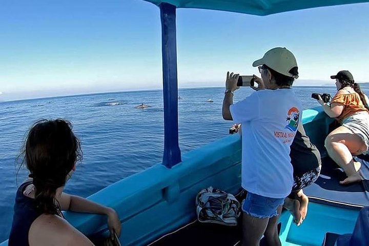 Dolphin and Whale Watching Tour in Drake Bay as seen on National Geographic