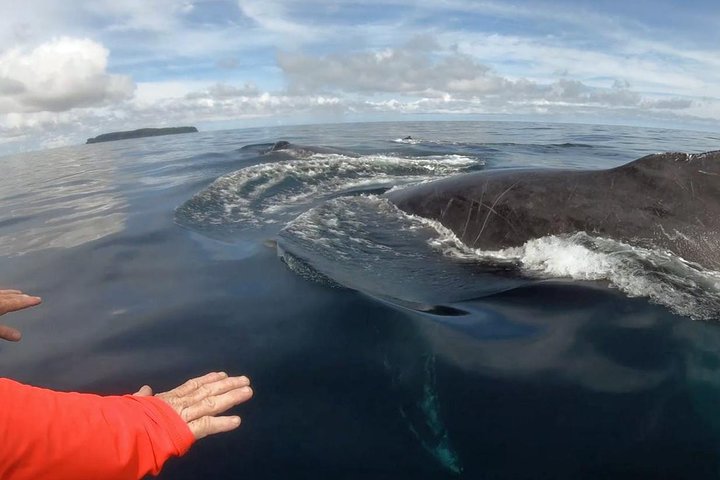 Dolphin and Whale Watching Tour in Drake Bay as seen on National Geographic