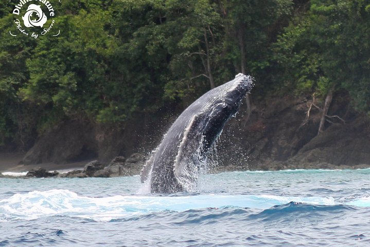 Dolphin and Whale Watching Tour in Drake Bay as seen on National Geographic