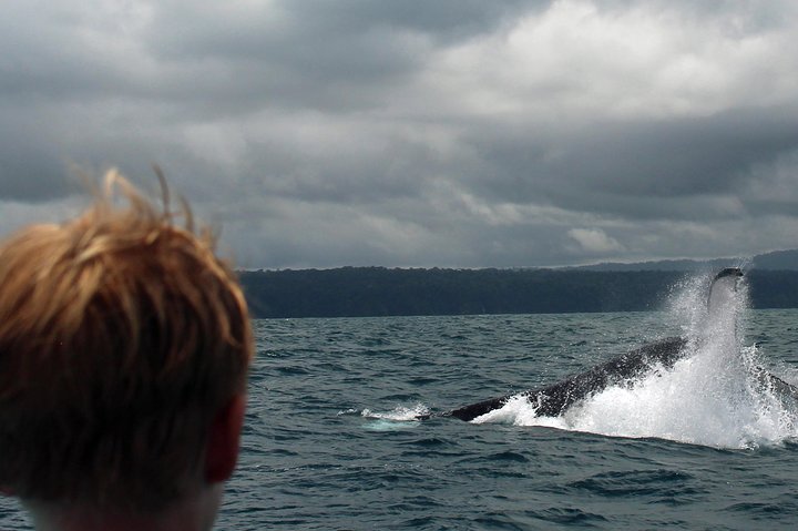 Dolphin and Whale Watching Tour in Drake Bay as seen on National Geographic
