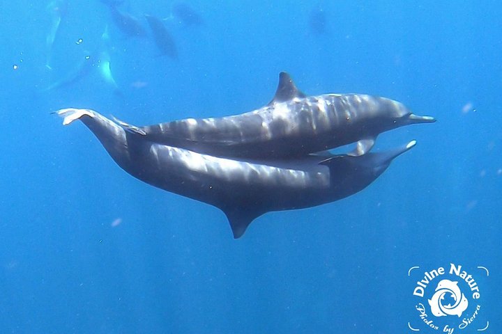 Dolphin and Whale Watching Tour in Drake Bay as seen on National Geographic