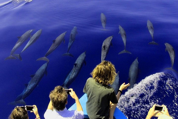 Dolphin and Whale Watching Tour in Drake Bay as seen on National Geographic