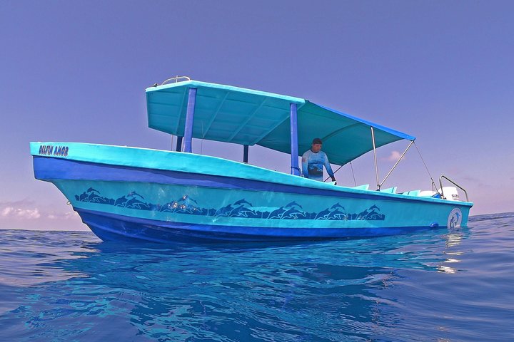 Dolphin and Whale Watching Tour in Drake Bay as seen on National Geographic