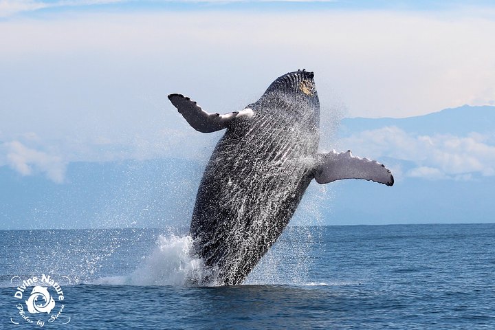 Dolphin and Whale Watching Tour in Drake Bay as seen on National Geographic