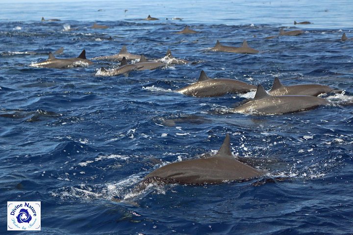 Dolphin and Whale Watching Tour in Drake Bay as seen on National Geographic