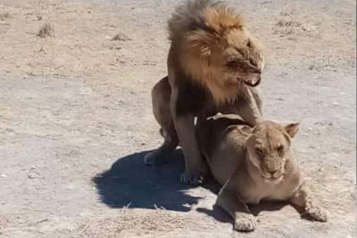 ETOSHA PARK SAFARI with local guides in 9-seater 4x4s
