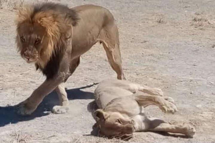 ETOSHA PARK SAFARI with local guides in 9-seater 4x4s