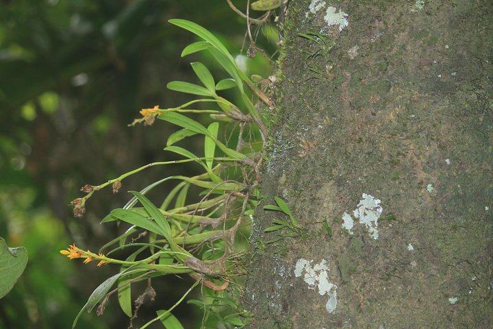 Madagascar Wildlife Tour for 02 days