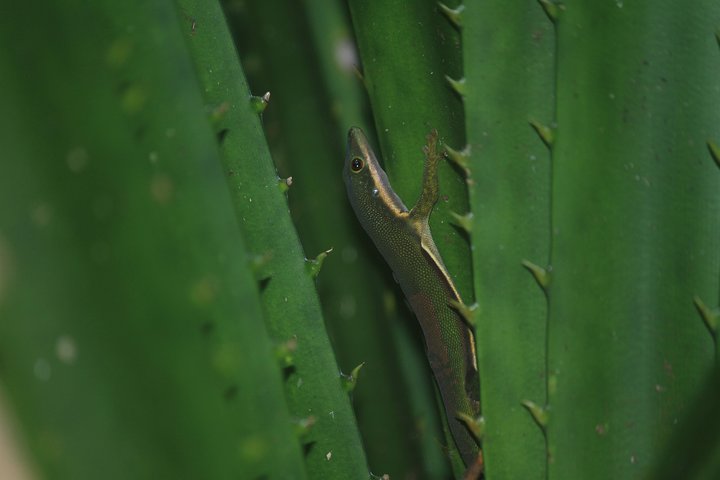 Madagascar Wildlife Tour for 02 days