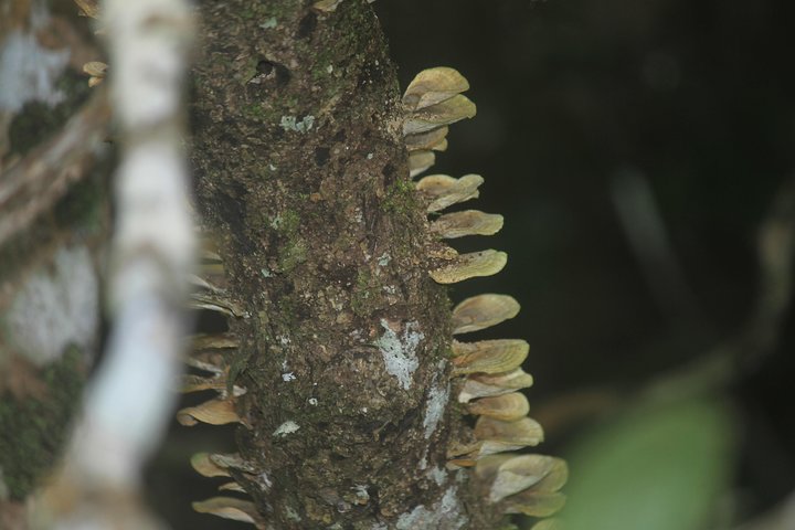 Madagascar Wildlife Tour for 02 days