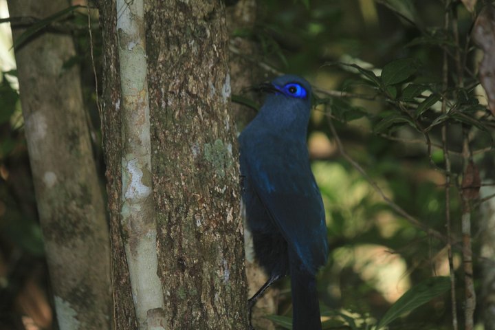 Madagascar Wildlife Tour for 02 days