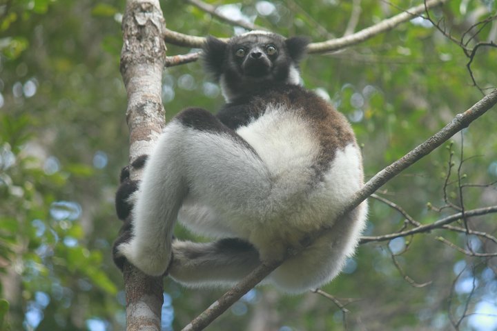 Madagascar Wildlife Tour for 02 days
