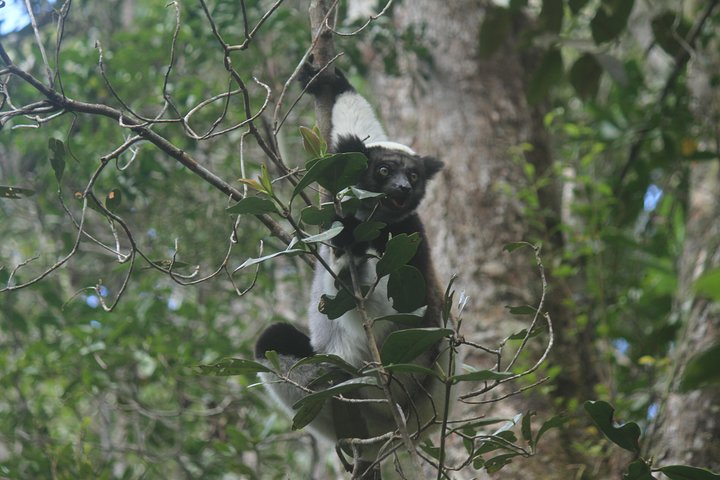 Madagascar Wildlife Tour for 02 days