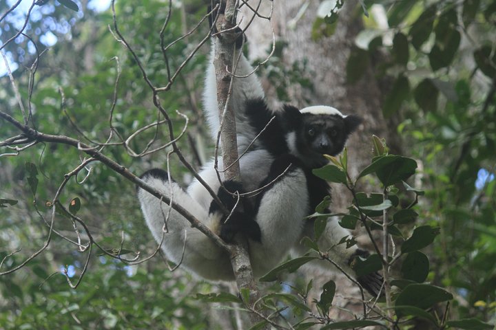 Madagascar Wildlife Tour for 02 days