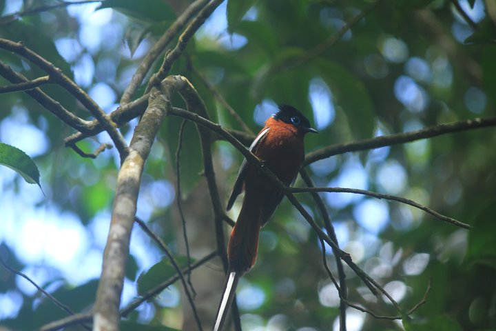 Madagascar Wildlife Tour for 02 days