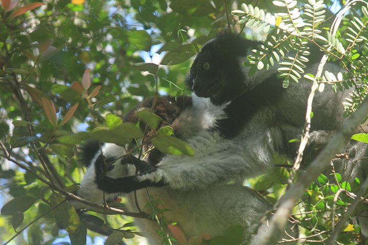 Madagascar Wildlife Tour for 02 days