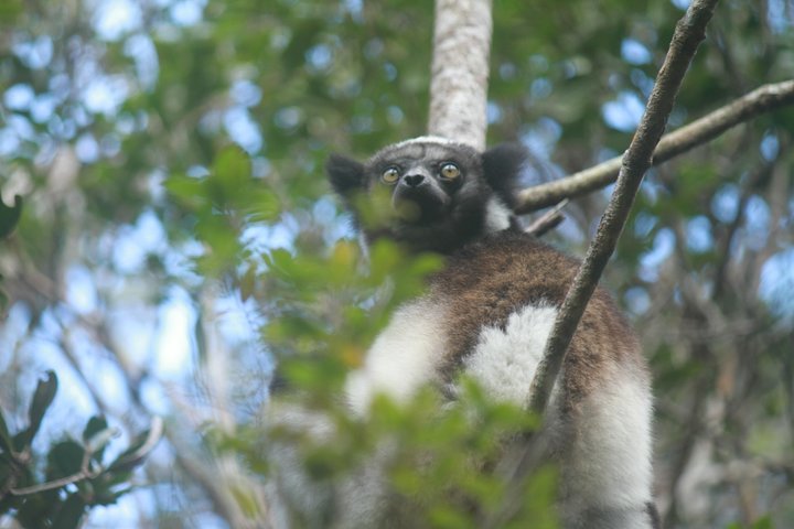 Madagascar Wildlife Tour for 02 days