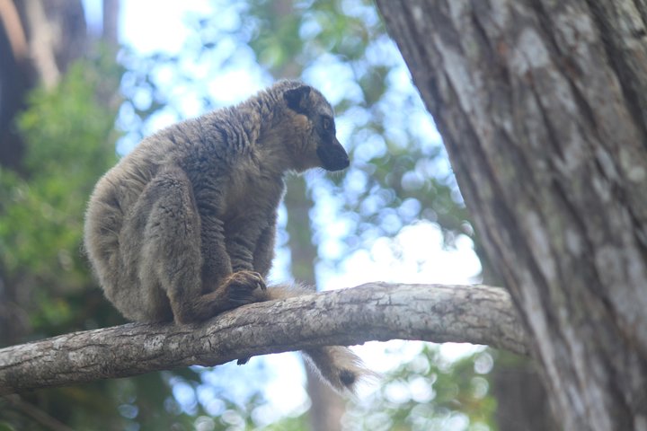Madagascar Wildlife Tour for 02 days
