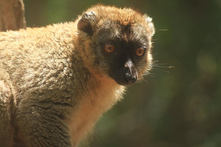 Madagascar Wildlife Tour for 02 days
