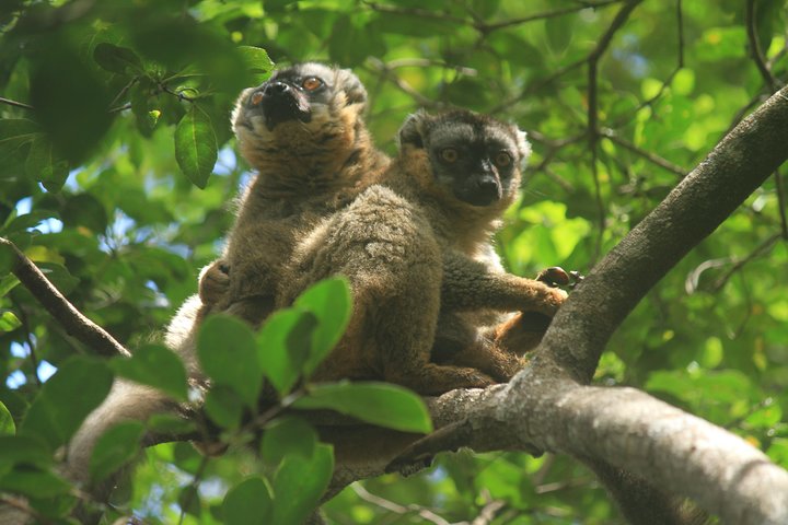 Madagascar Wildlife Tour for 02 days