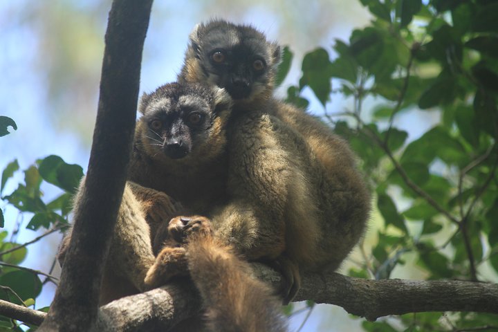 Madagascar Wildlife Tour for 02 days