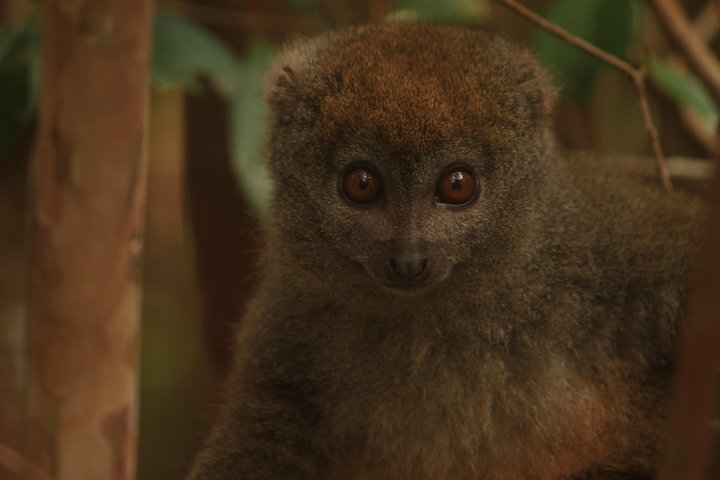 Madagascar Wildlife Tour for 02 days