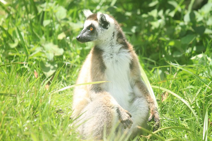 Madagascar Wildlife Tour for 02 days