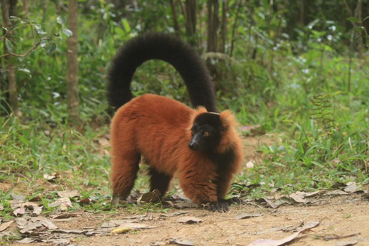 Madagascar Wildlife Tour for 02 days