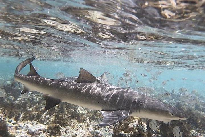 Sal Island Lemon Shark Experience with Native Guide