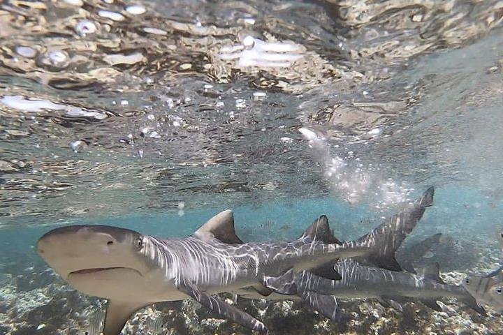Sal Island Lemon Shark Experience with Native Guide