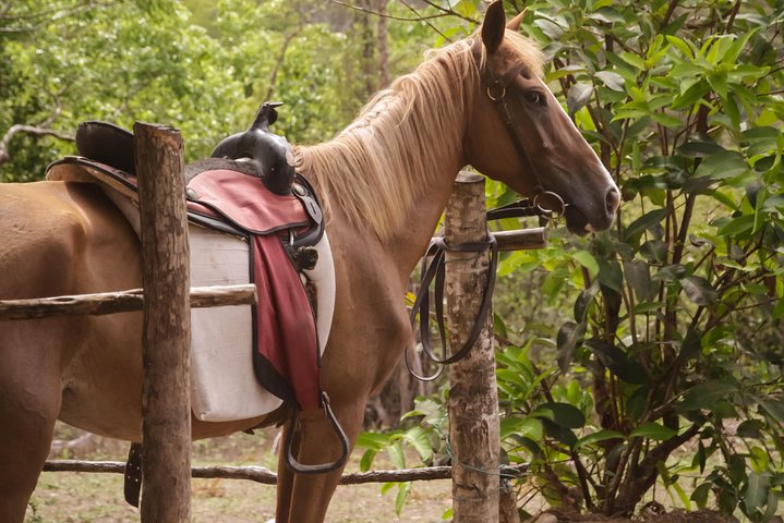 East Coast Horseback Riding & Waterfall Excursion